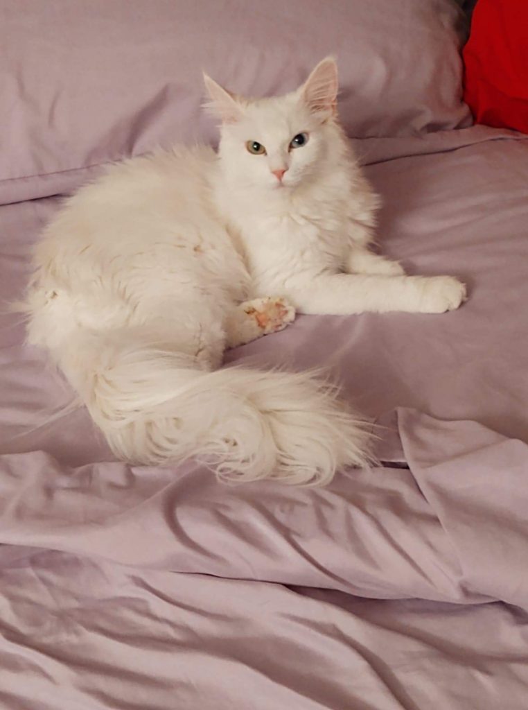 solid white Maine Coon Kitten
