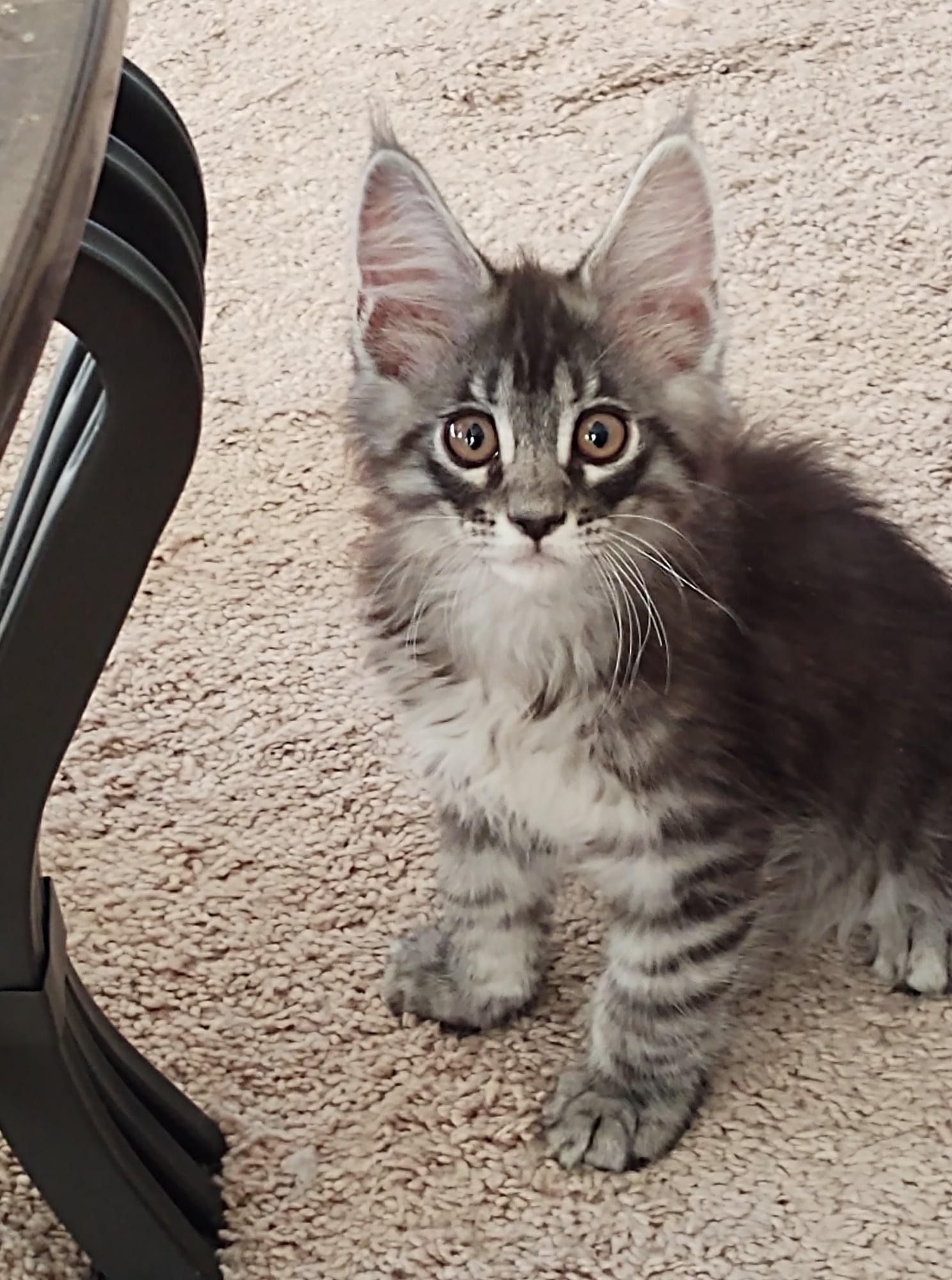 Silver tabby Maine Coon