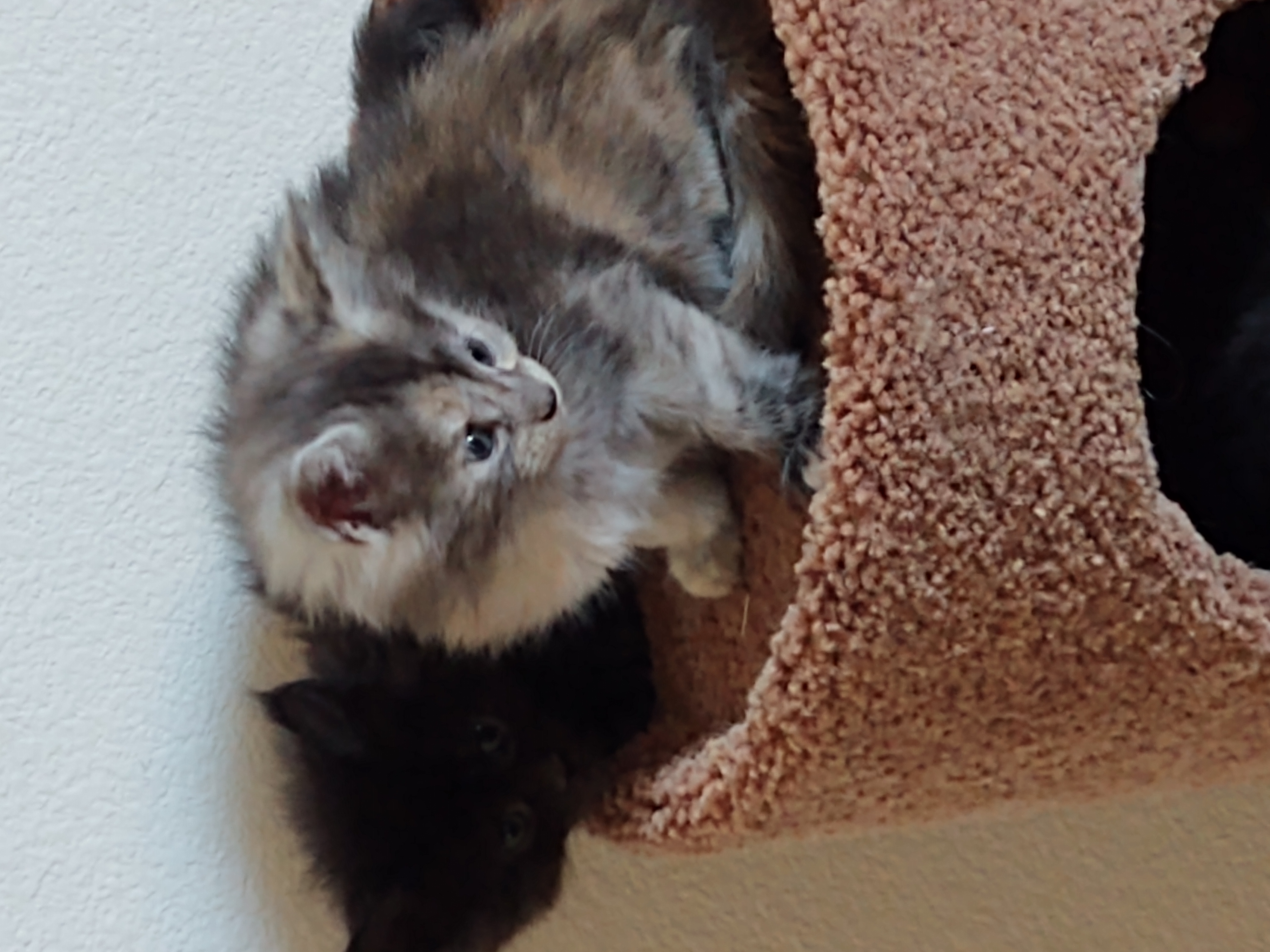 Tortie and Solid Black