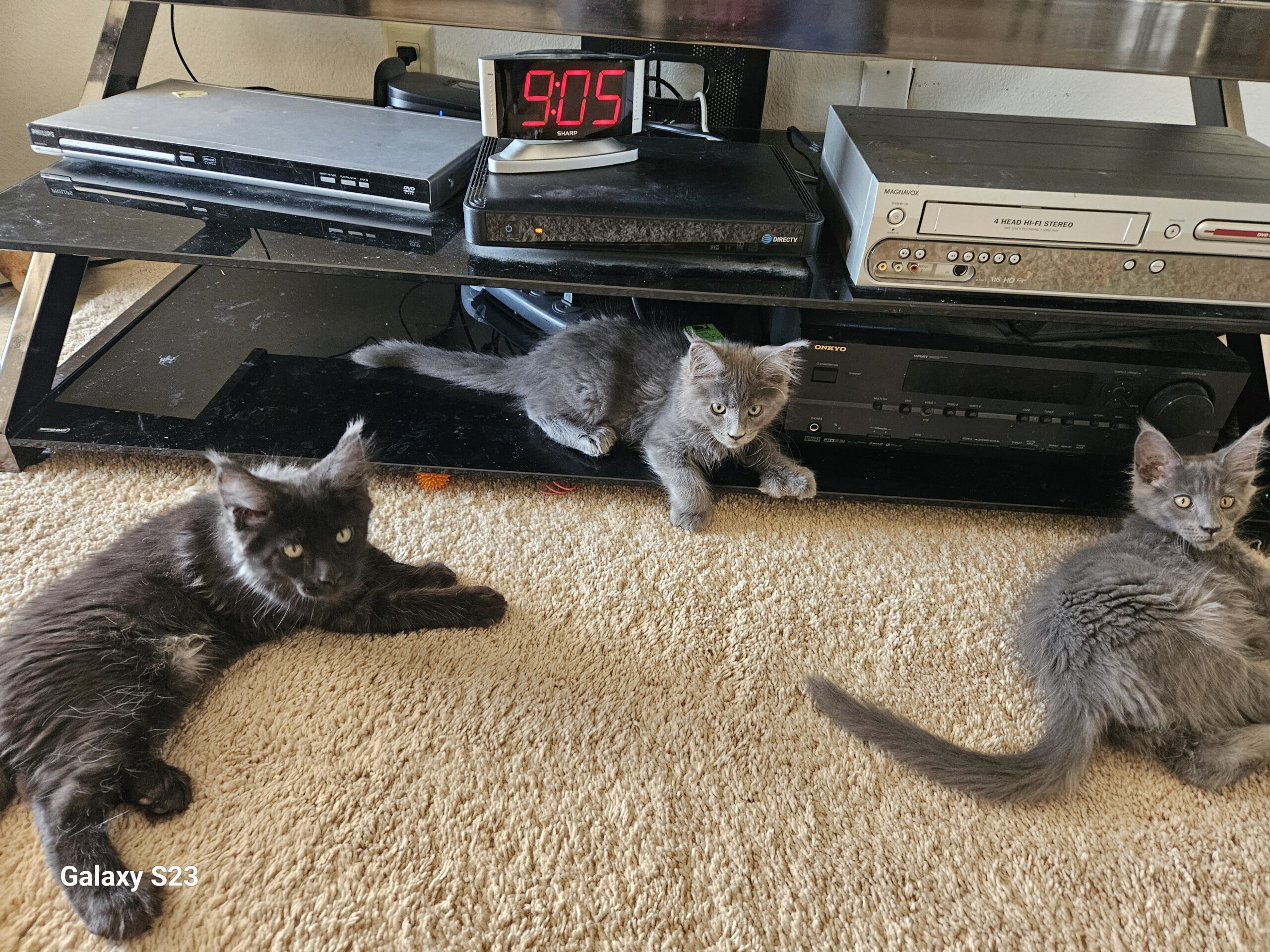 Relaxing in the living room