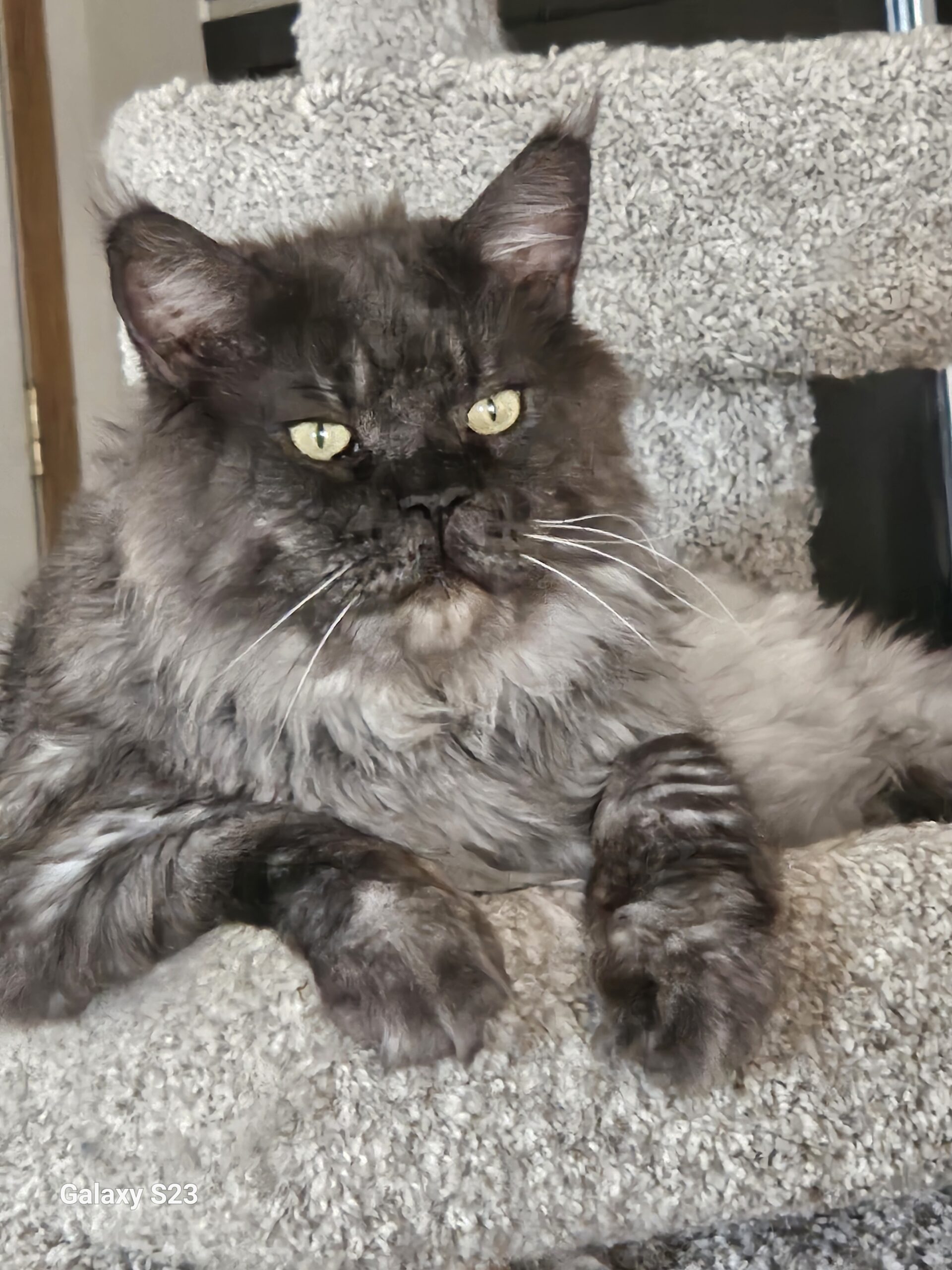 Boris of Misticcoons