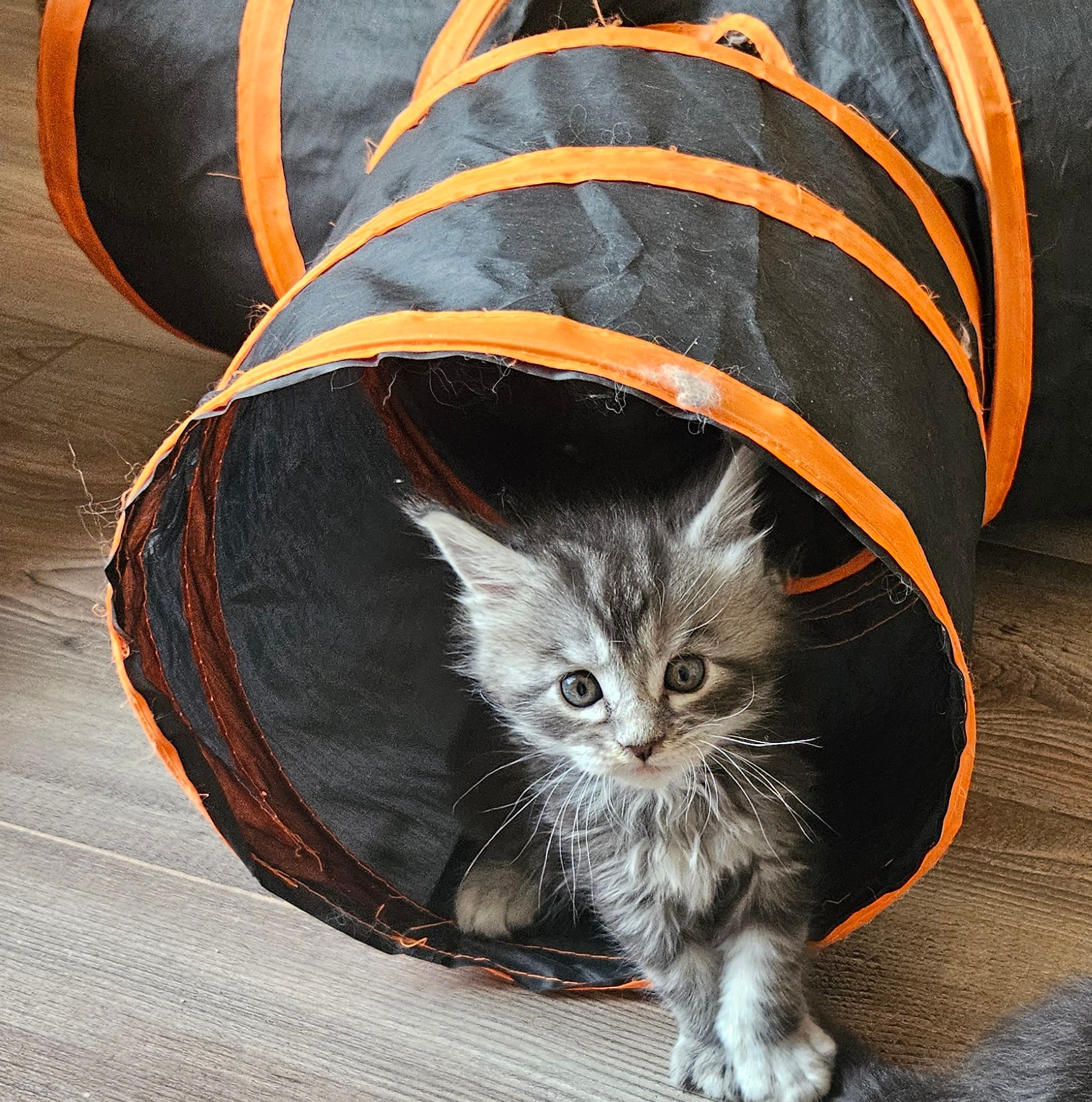 Silver Tabby in tube bluehost