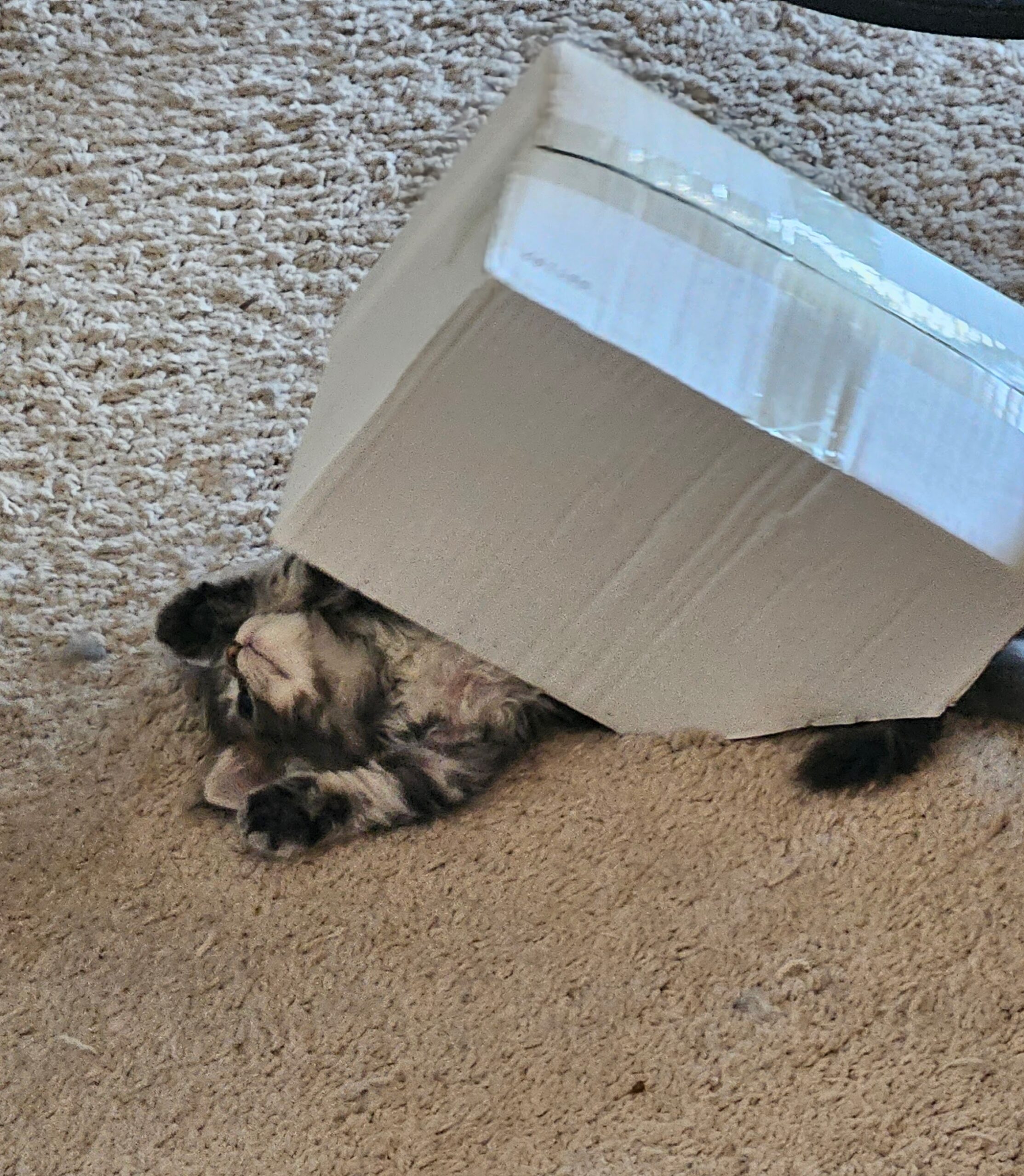 Kitten VS box