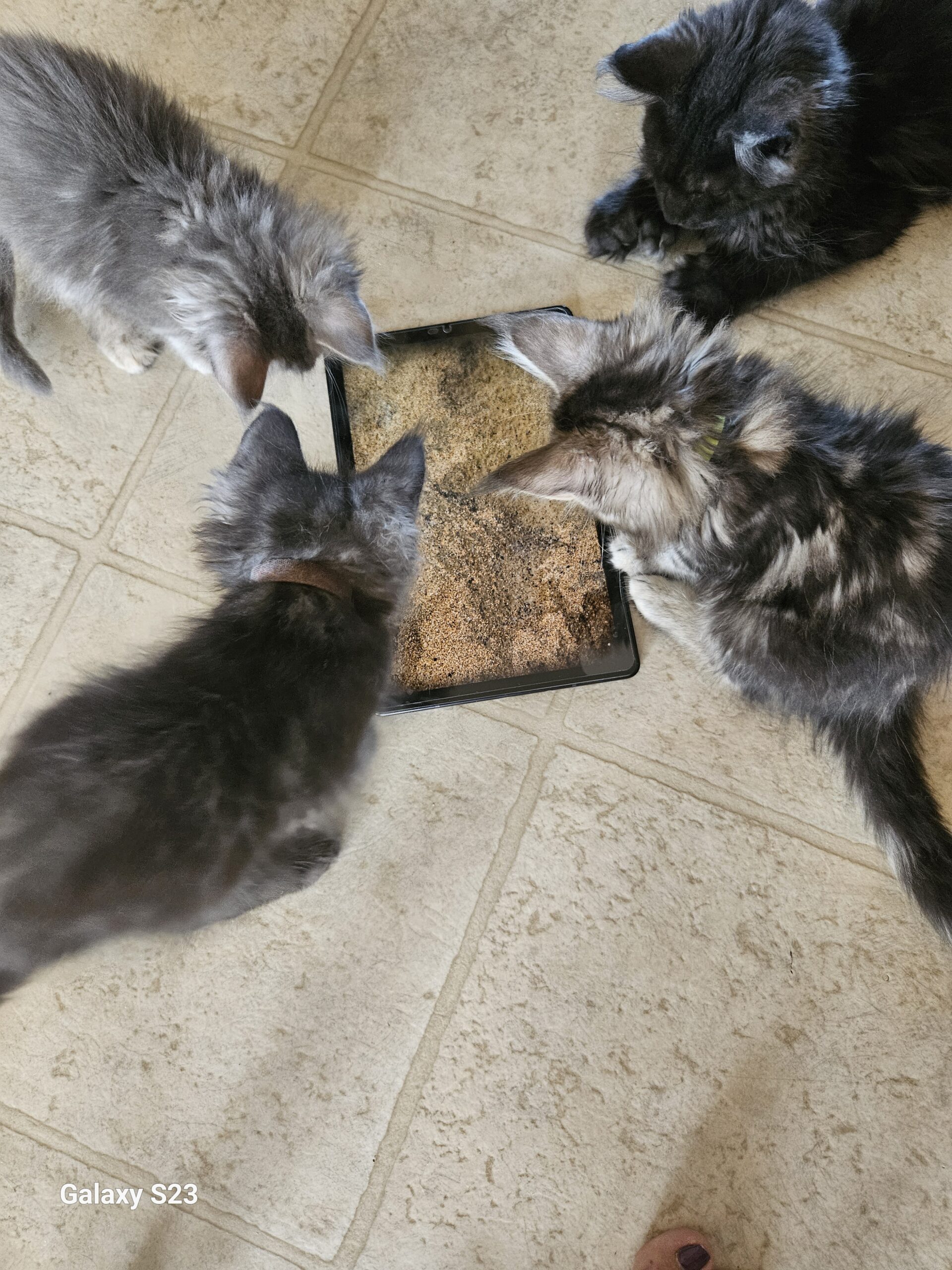 Playing "Catch the Mouse " on th IPad