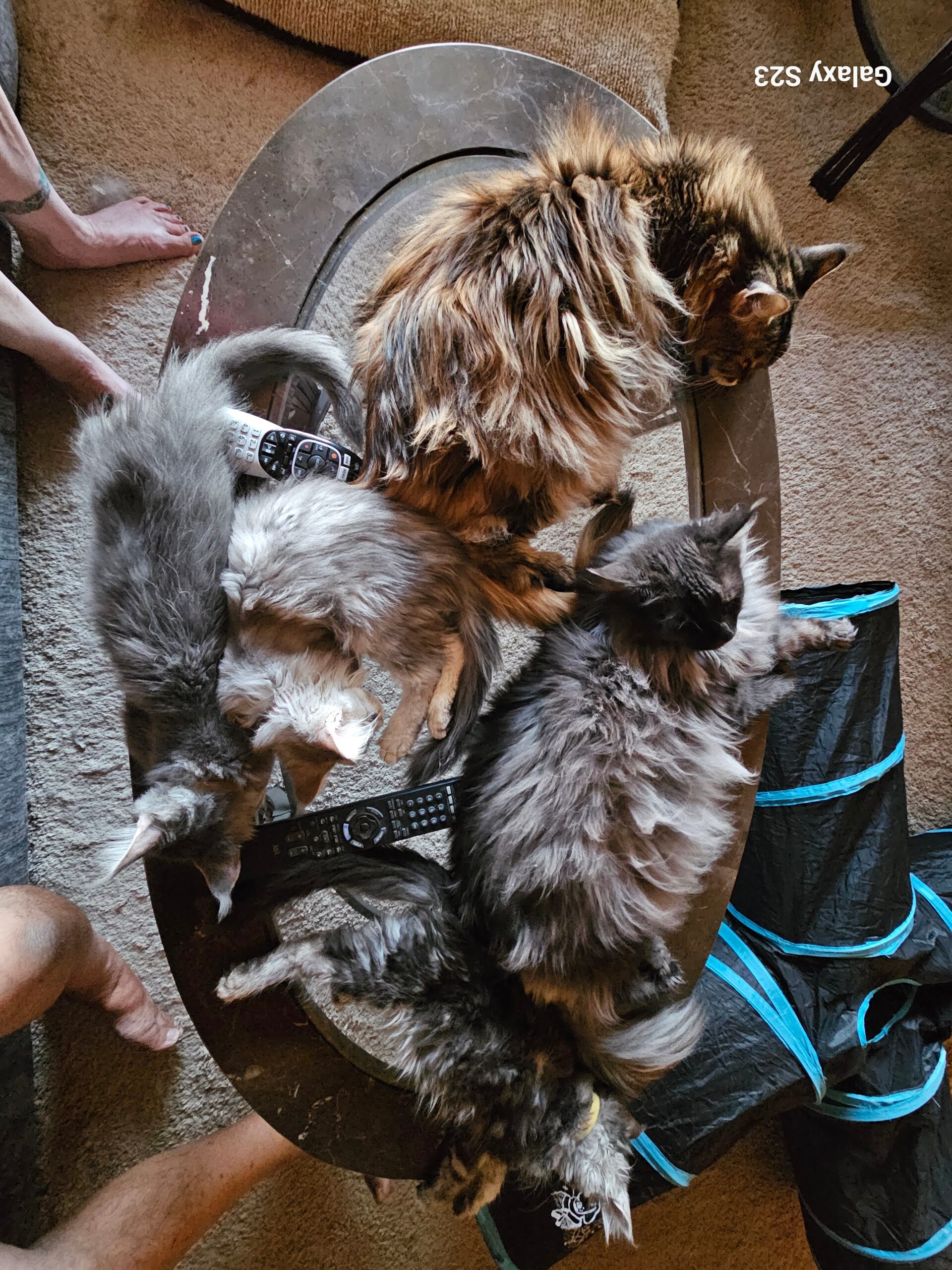 Coffee table is very popular