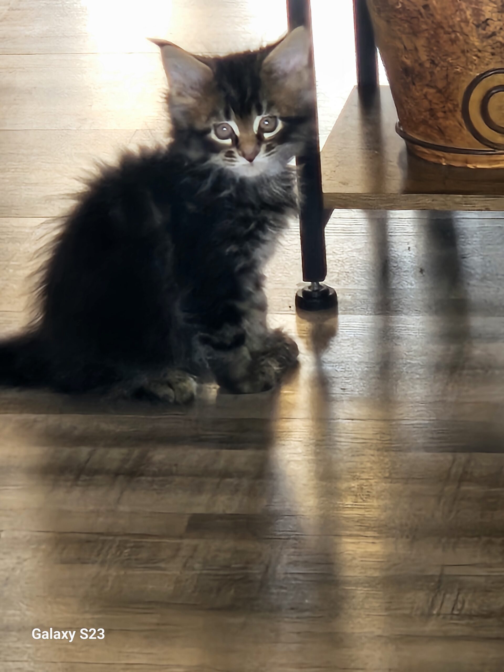 When your Gorgeous and you know it