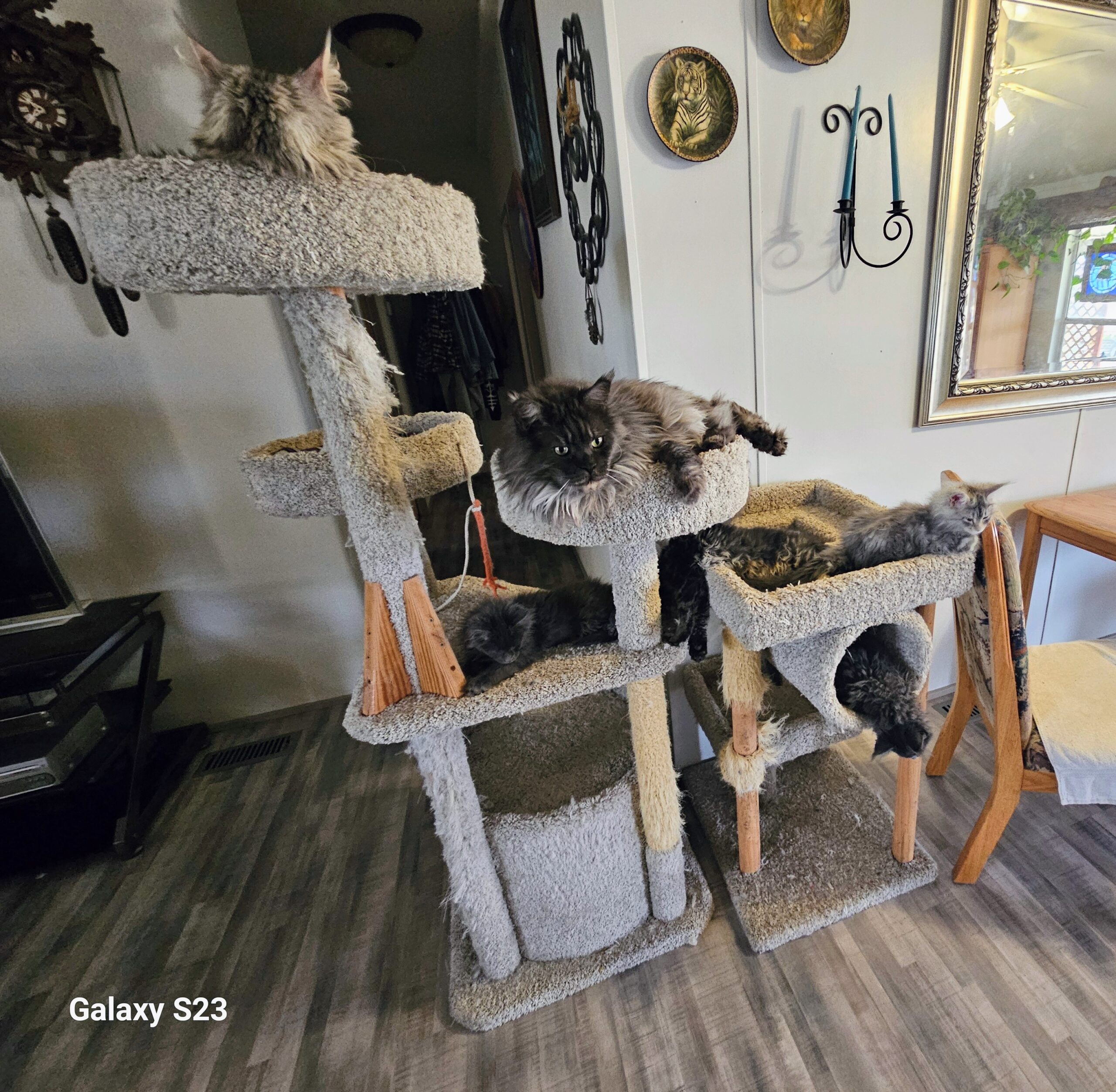 It called a Cat Tree for a reason